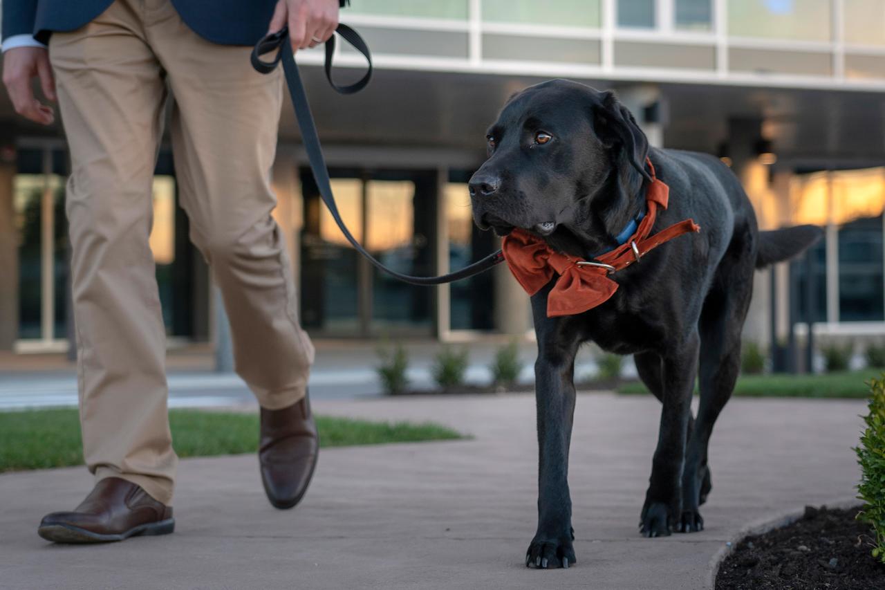 Hotel Peppers Silo Launceston Esterno foto A service dog